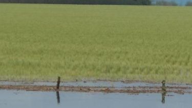 Los cultivos en la Zona Núcleo prosiguen con la tradicional falta de agua de enero