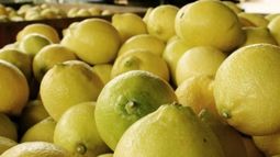 Avanza el proceso para exportar limones a Estados Unidos