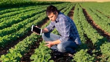 Detectan una "fuerte caída" en la confianza de productores agropecuarios