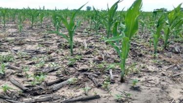 La Niña seguirá afectando al agro pero con menor impacto