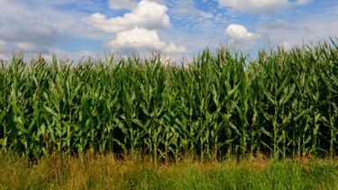 Calculan que el maíz tendrá una caída de 1,6% en cuanto a superficie