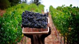 La producción mundial de vino cayó un 5 por ciento en 2016