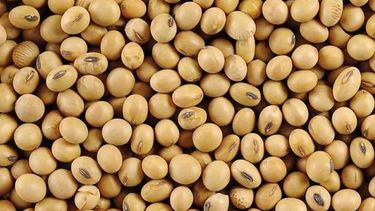 Calculan que el valor de la soja se mantendrá alto durante el 2021