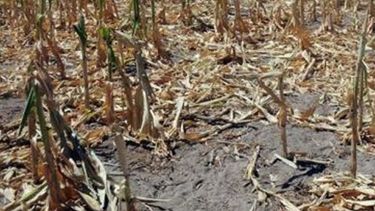 Afirman que los efectos de la sequía se cortarán en el próximo ciclo