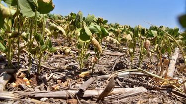 Sequía en el campo: