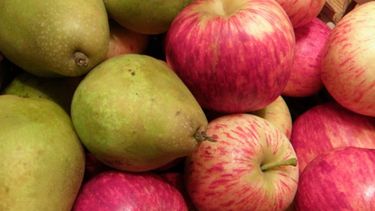 Avanzan con la asistencia a la producción de peras y manzanas