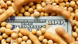 El dólar "soja" busca que el productor sea un "timbero profesional"