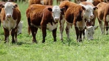 Piden correcciones para mejorar el rendimiento del mercado ganadero