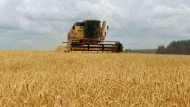 SRA pronosticó una campaña con 99 millones de toneladas de granos