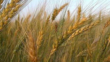 Estiman que el trigo perdería rendimiento a causa del clima
