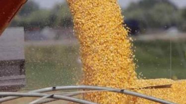 Ya se vendieron más de 15 millones de toneladas de la campaña 2018/19