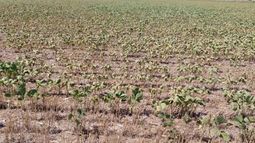 Emergencia y desastre agropecuario en departamentos de Córdoba, Mendoza y Misiones