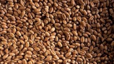 Rosario: primeras partidas de trigo muestran una brecha de precios superior al 100%