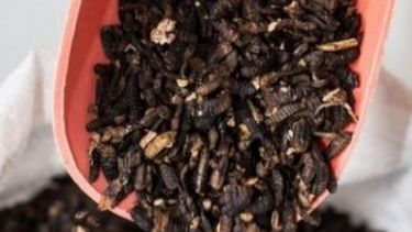 Tendencias de la industria agrolimentaria: harina de insectos y helado de carne