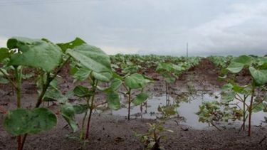 El Niño originará mayores precipitaciones en la región Centro-Este
