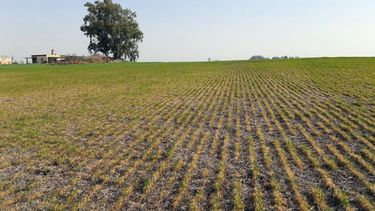 Estiman que la producción de trigo alcanzará para el abastecimiento