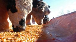 Proyectan que el consumo de maíz para consumo animal alcanzará las 12,2 millones de toneladas