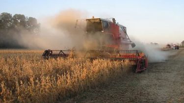 Redujeron las estimaciones de producción para la soja y el maíz