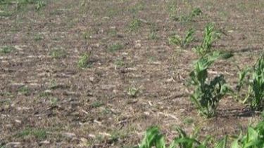 Ganado riojano será trasladado a San Luis por la sequía