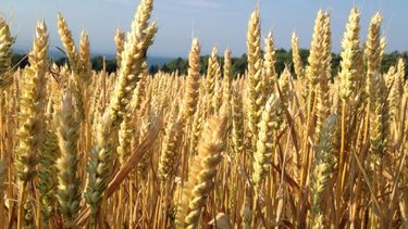 El trigo llegó a su valor máximo en seis años
