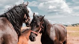 Los equinos deberán contar con la vacuna aplicada con una antelación mínima de 15 días antes del movimiento.