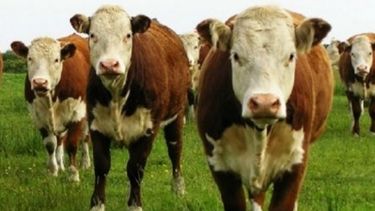 Chile importará genética bovina de la Patagonia