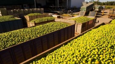 La industria citrícola podría suspender la cosecha