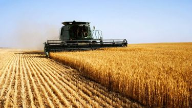 Elevan a 21,5 millones de toneladas la proyección de producción de trigo