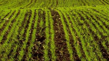 Piden mejorar el tipo de cambio para mejorar la situación de pequeños productores