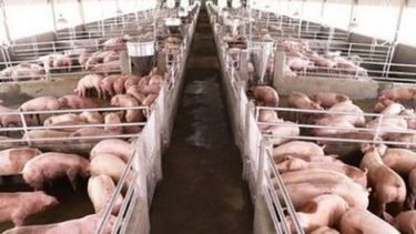 Consumo y producción de carne porcina crecieron más de 10% en 2018