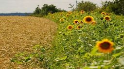 Buscarán acuerdos de precios en el trigo y el girasol