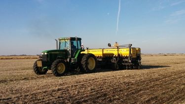 Uno de los cultivos claves del campo argentino.