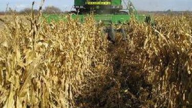 Se mantuvo la estimación sobre la producción de maíz