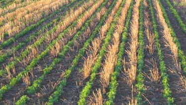 Flojo panorama para la cebada por problemas climáticos