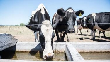 Destinan $500 millones a tamberos de Santa Fe