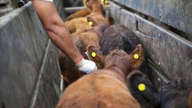 Habrá excepciones en el cumplimiento de la vacunación.