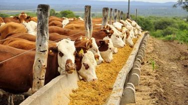 La ganadería argentina emite un 0,1% de los gases globales del efecto invernadero