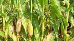 Cosechas de maíz y soja de EE.UU. subirían a máximos históricos