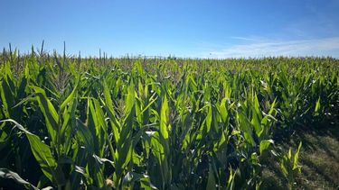 El estado de los cultivos.