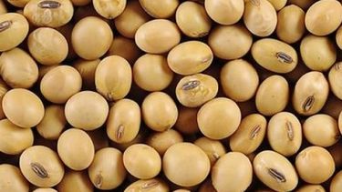 AFIP negó que vaya a haber cambios en la forma de liquidación de granos