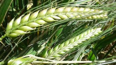 La falta de lluvias demora la siembra de trigo y cebada