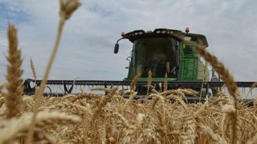 La campaña de trigo llegaría a un récord de más de 20 millones de toneladas