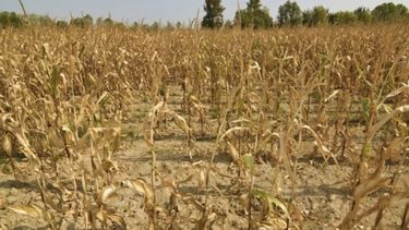 El maíz comenzó a sufrir la sequía y las altas temperaturas en el centro y norte de Santa Fe