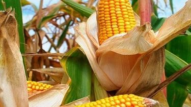 La tecnología para producir maíz puede retroceder dos décadas