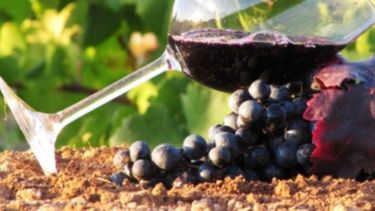 La industria del vino tiene costos más elevados que sus competidores