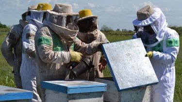 Productores apícolas recibirán asistencia por $180 millones