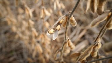 La soja siguió en alza e impuso un nuevo récord