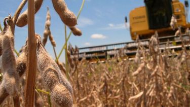 USDA redujo sus proyecciones sobre la producción local de soja
