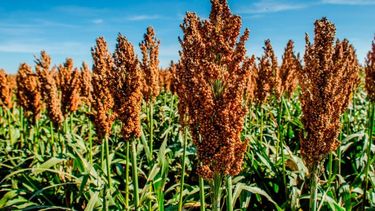 Una alternativa estratégica para los productores.