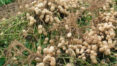 Pese a un bajo consumo local, el maní nacional se consolida en el mundo